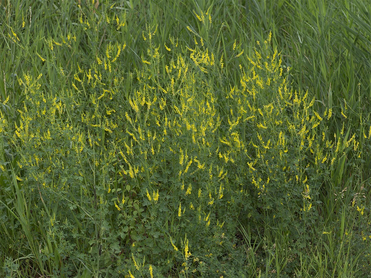 Melilotus officinalis